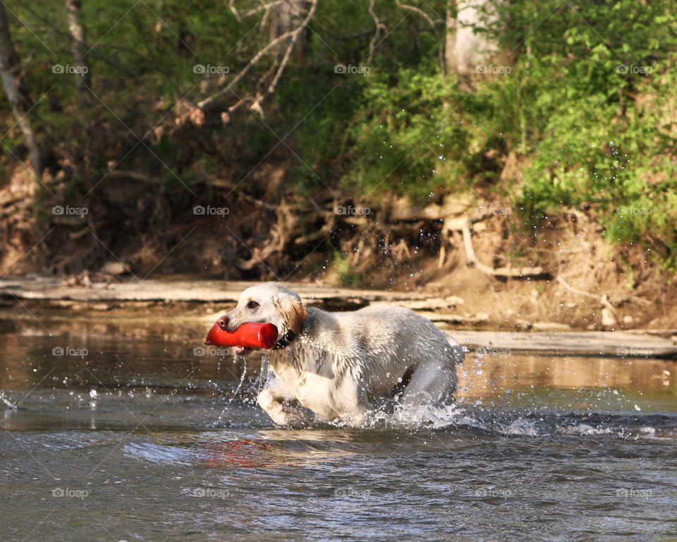 dog water mammals animals by hollyau92