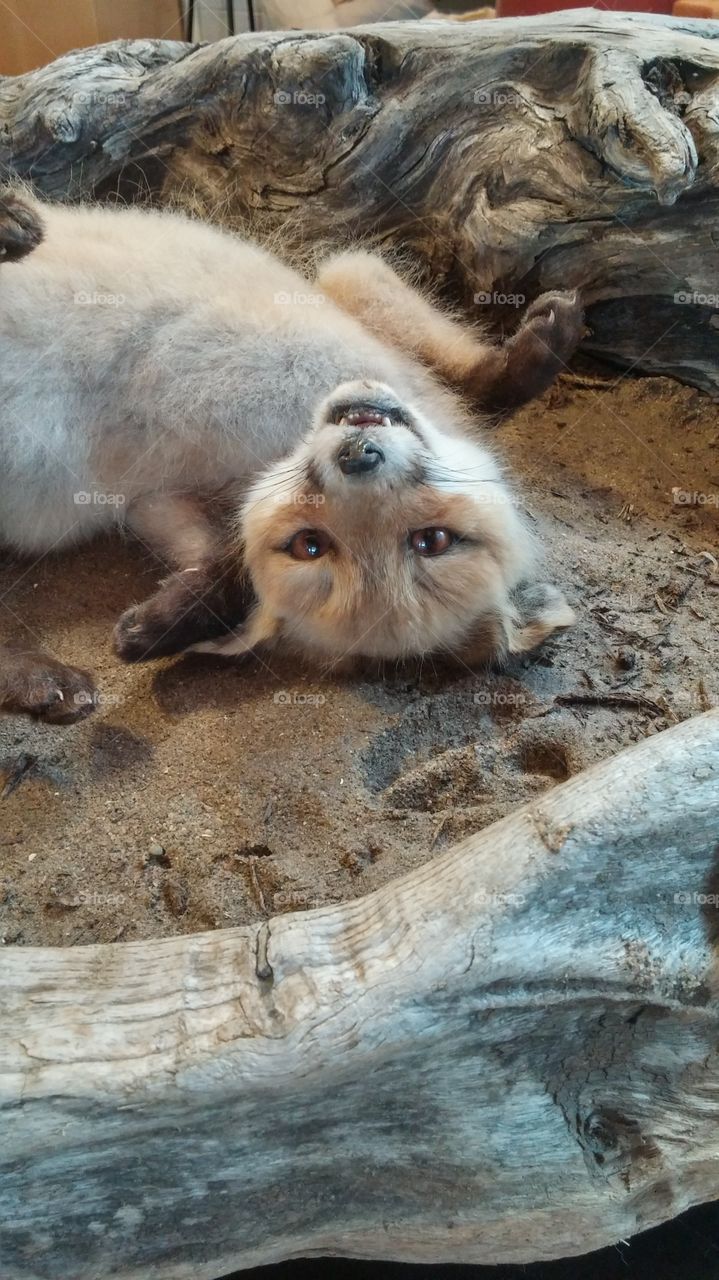 fox in play - Taxidermy