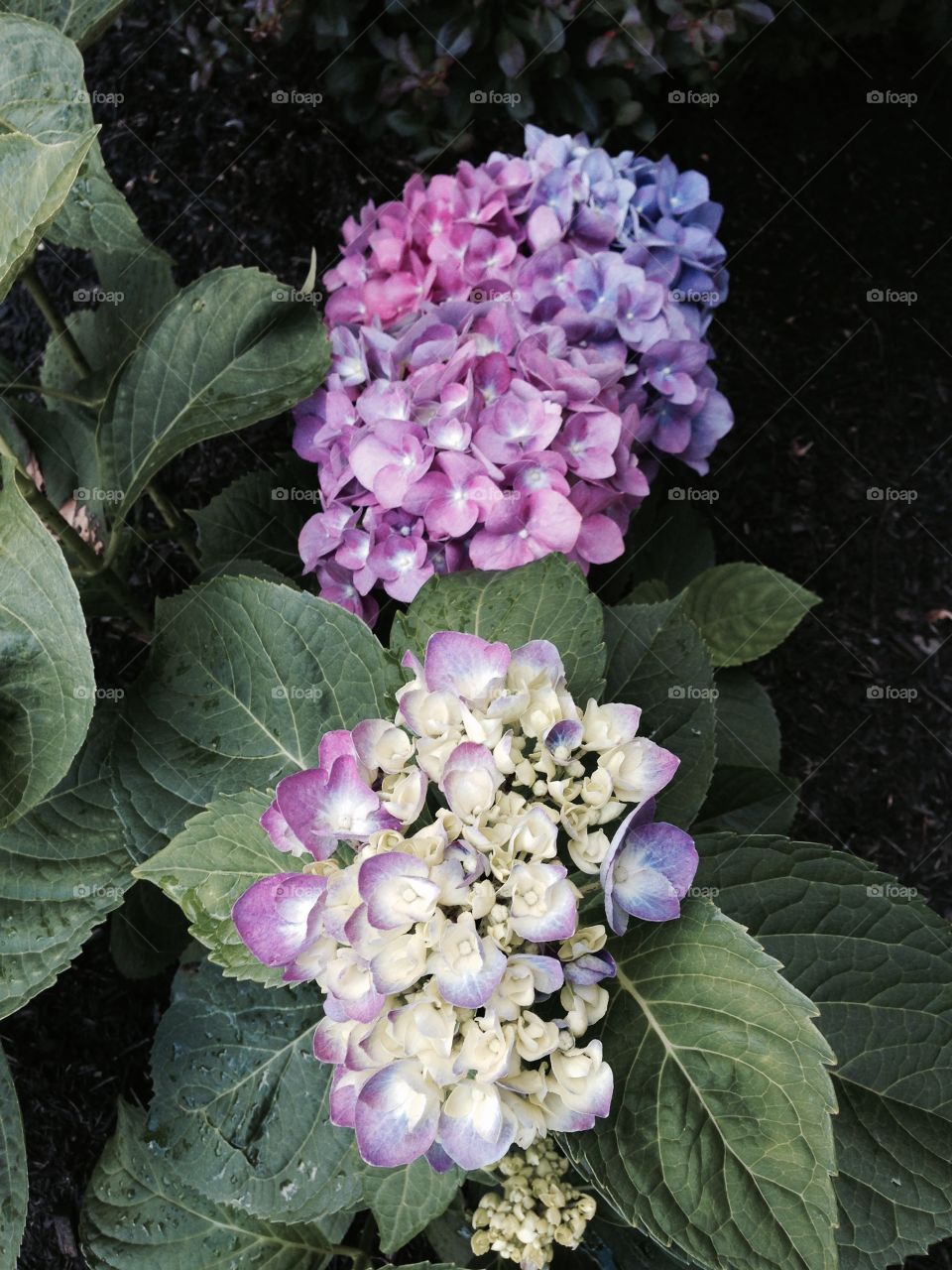 Hydrangeas . Second year hydrangea in blues, purples and pinks