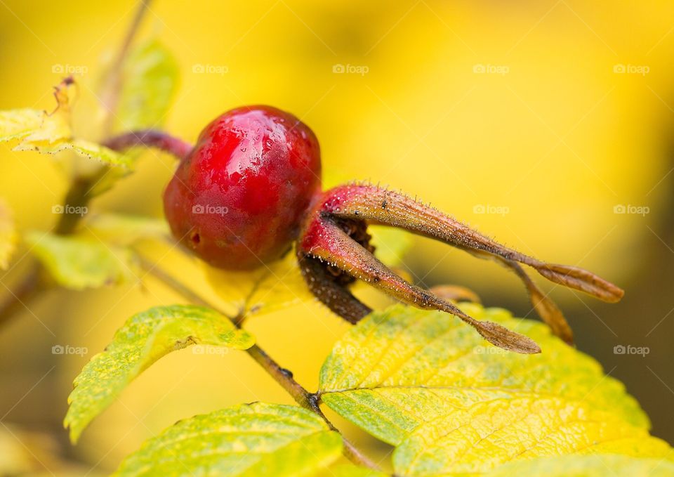 red rosehip on a background of yellow leaves