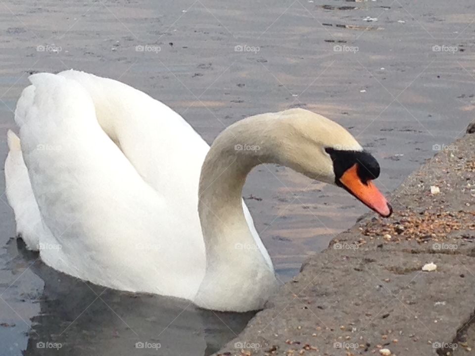 Swan. Swan eating in Hyde Park