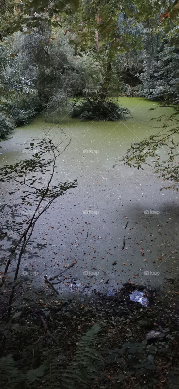 Ein grosser Teich. Mit grünen Algen mitten im Wald