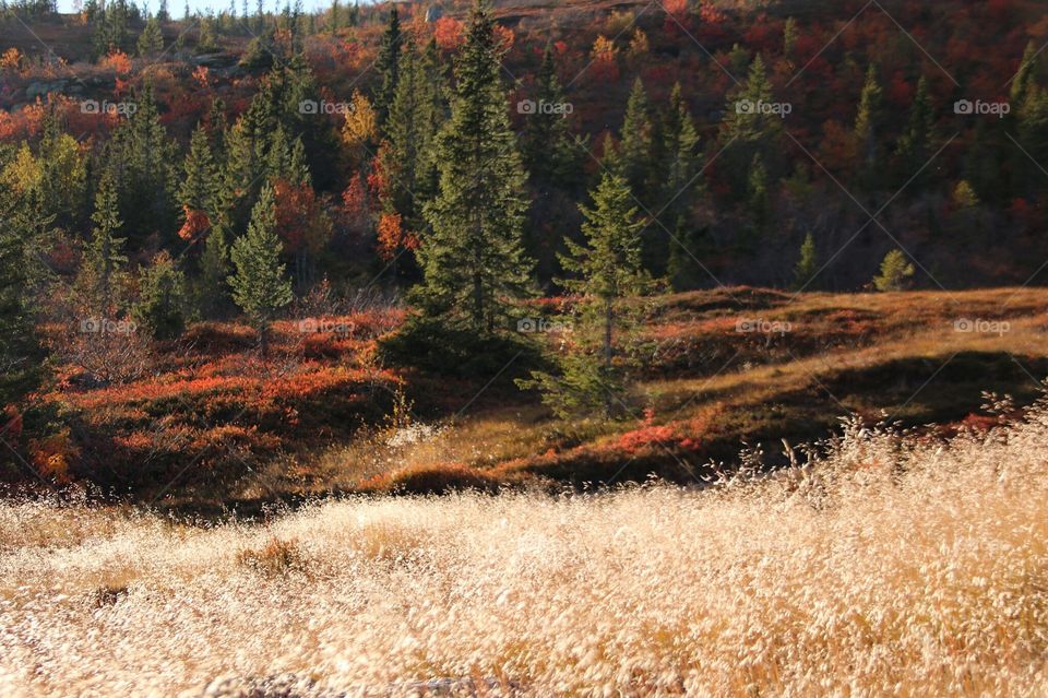 Blefjell. Blefjell autumn 2015