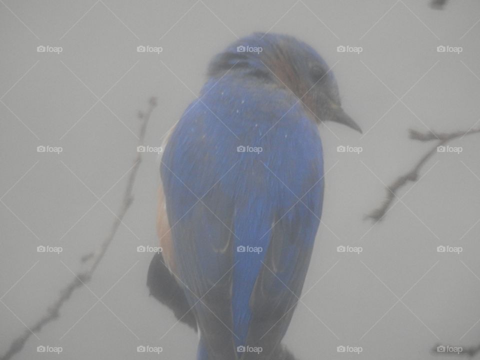not so clear picture of a bluebird I'm trying to get it clearer next time.