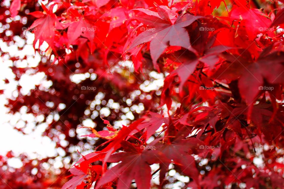 Vibrant maple leaves