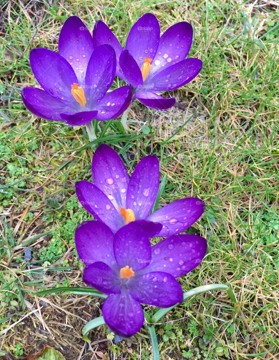 Purple spring flowers 