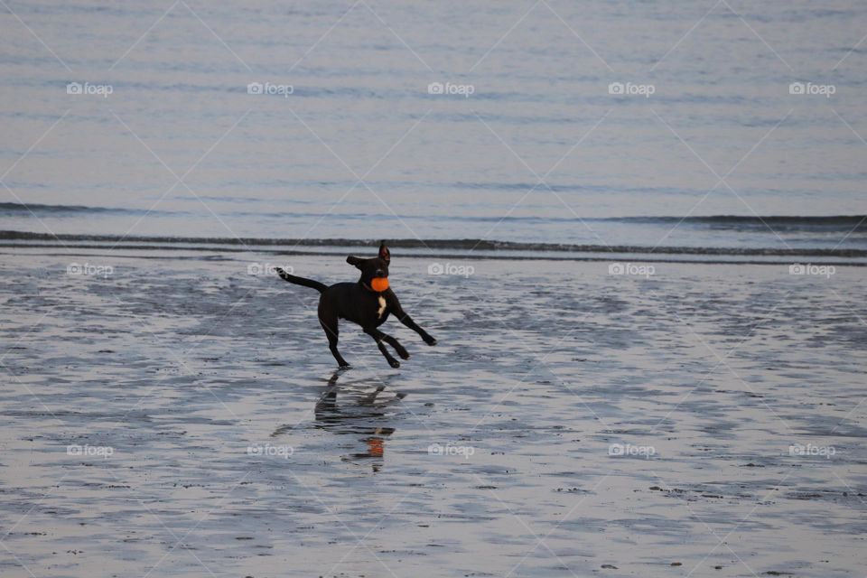 Dog running on the beach 