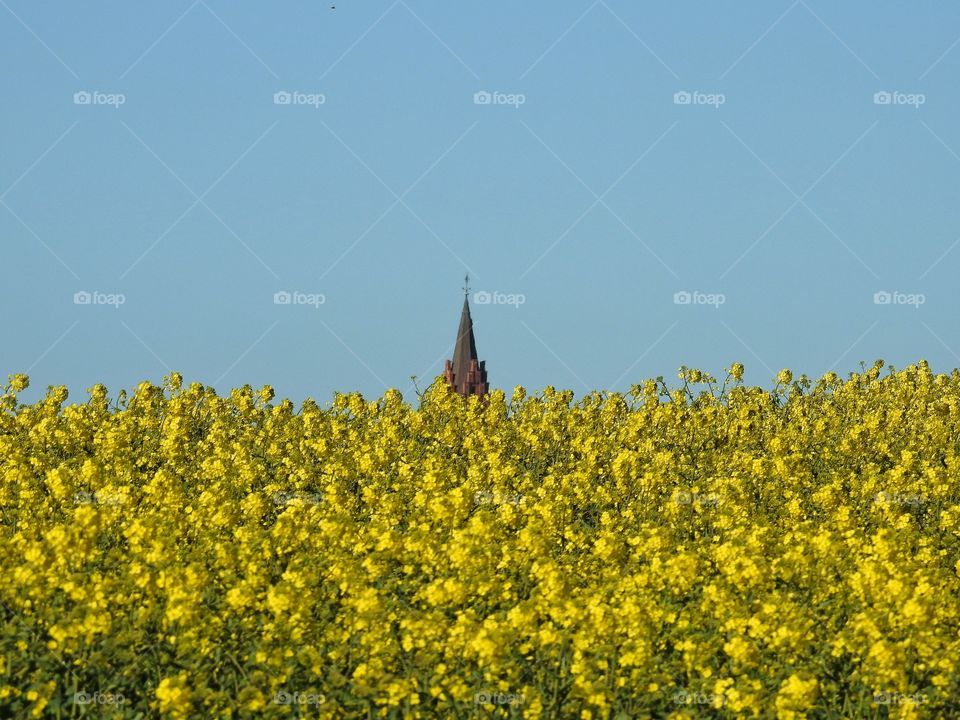 Rapeseed field infront of Church tower