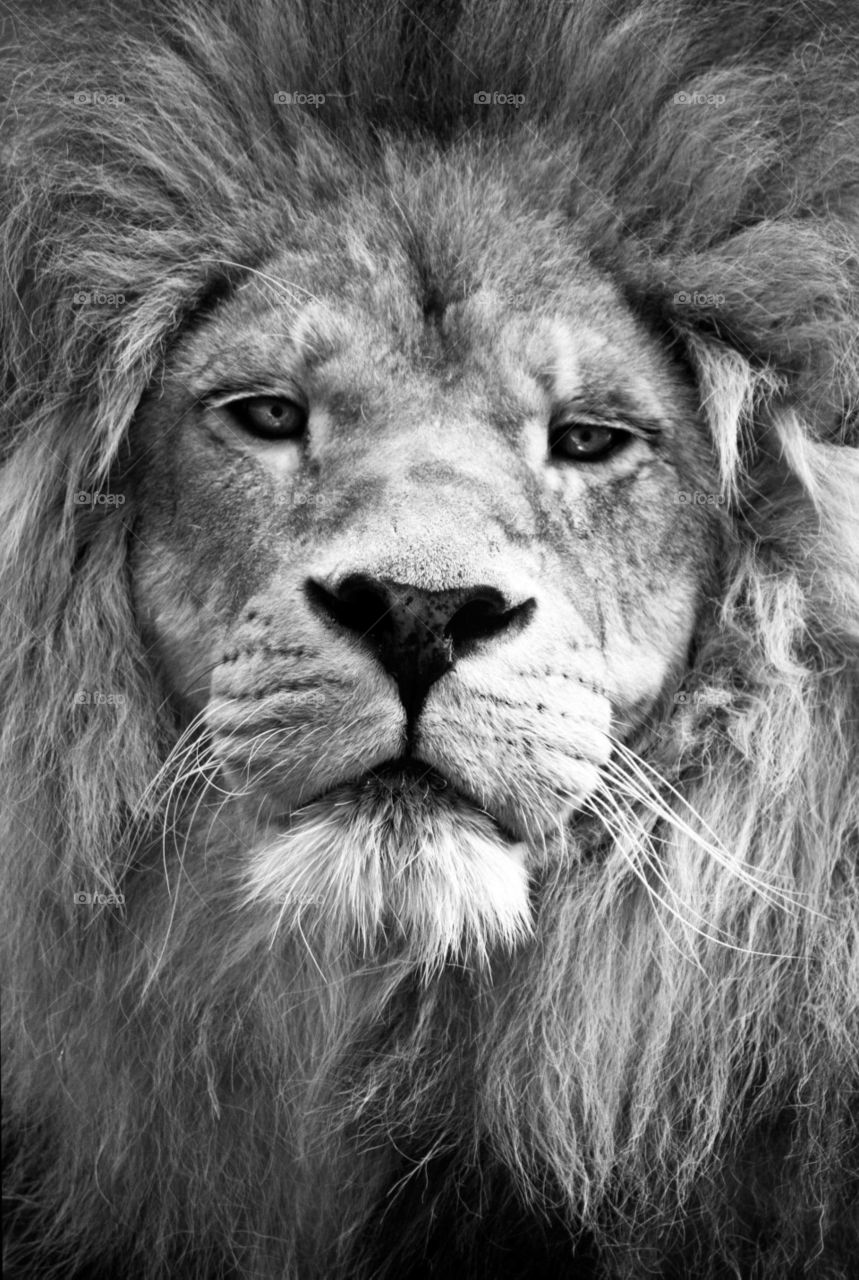 A magnificent lion staring directly into the camera, shot in black and white.