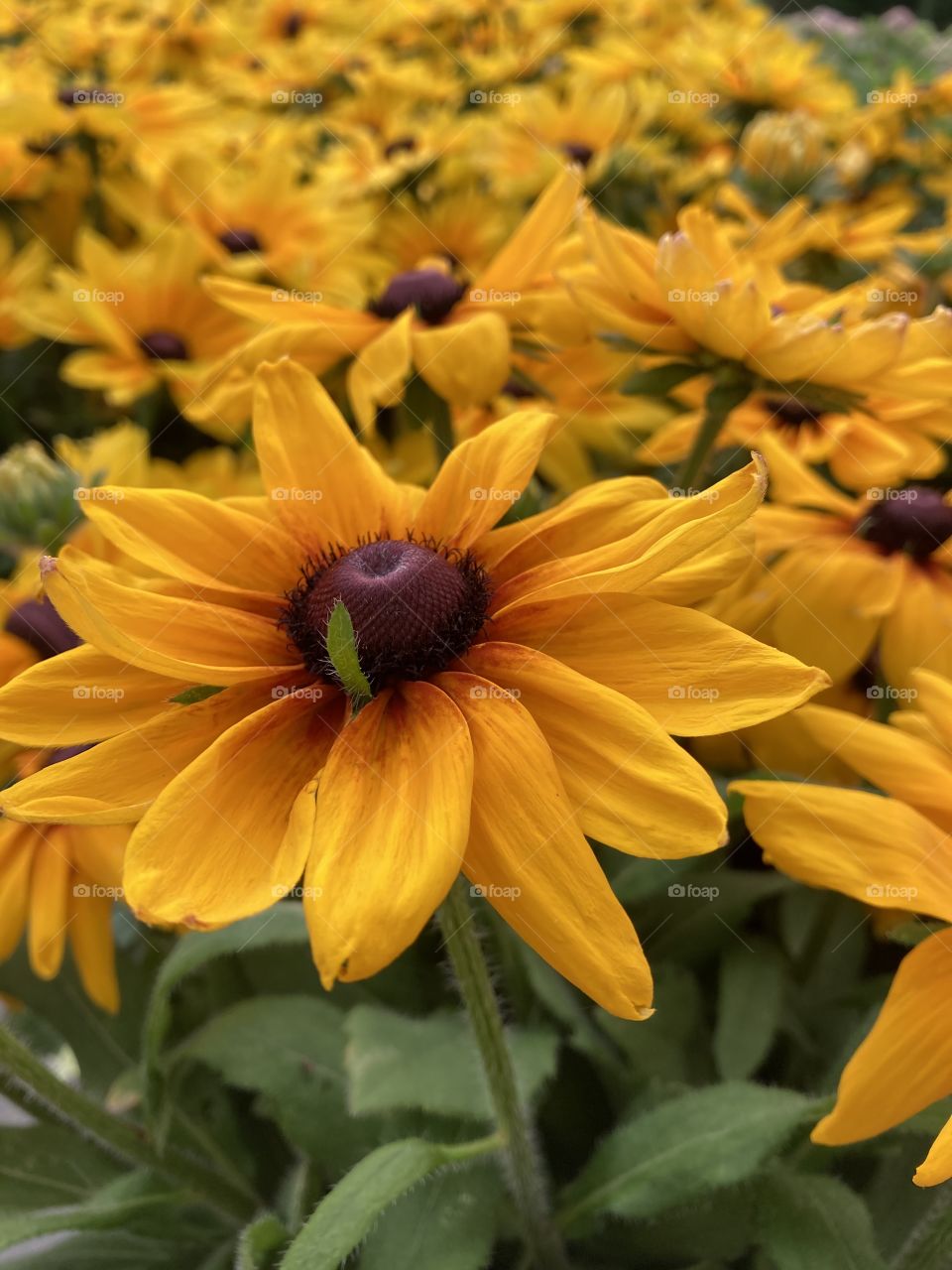 Multiple yellow beautiful flowers on a good day outside