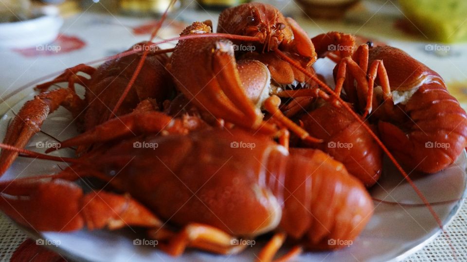 crustacean
