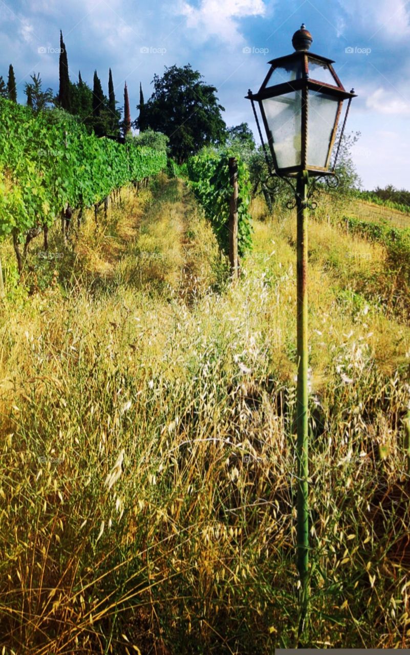 an afternoon in Tuscany's countryside vineyard