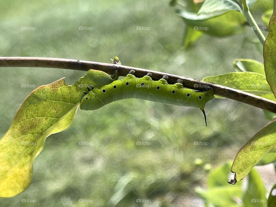 Insect wow summer time