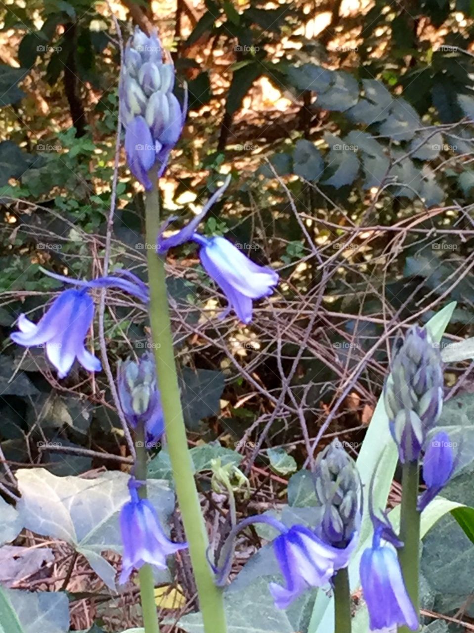 Wild bluebells