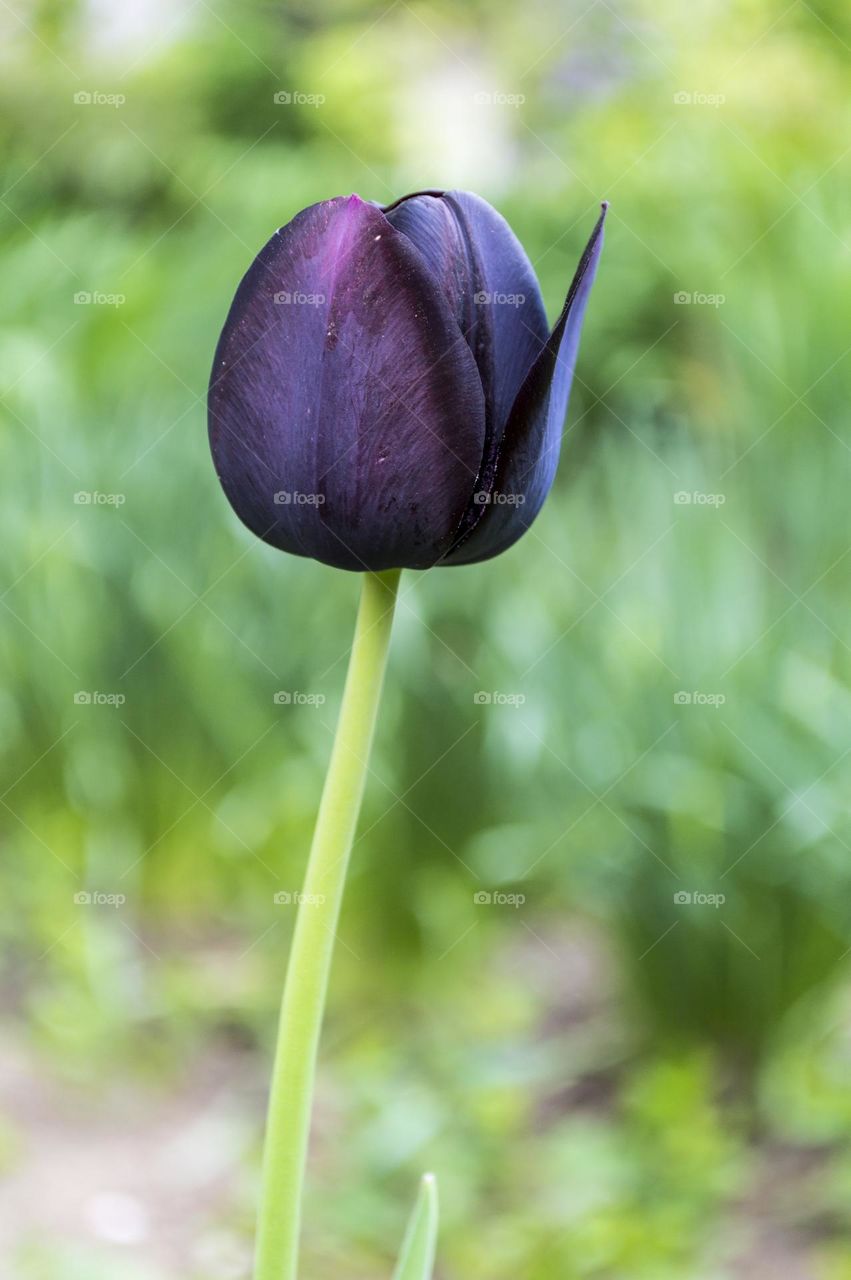 Black Tulip.