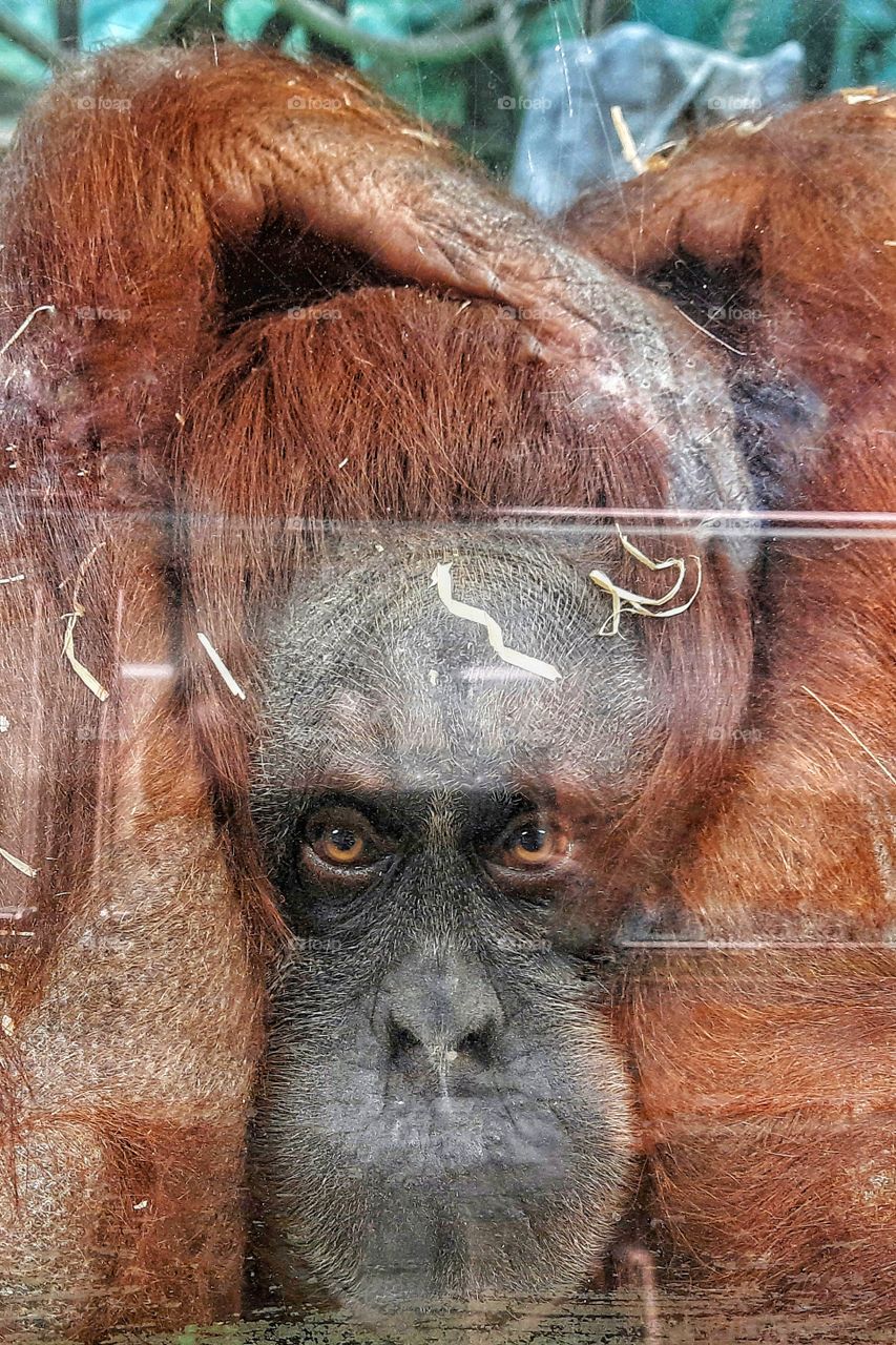 portrait of an orangutan