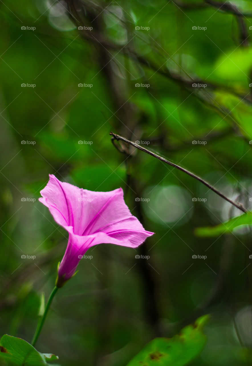 field flower