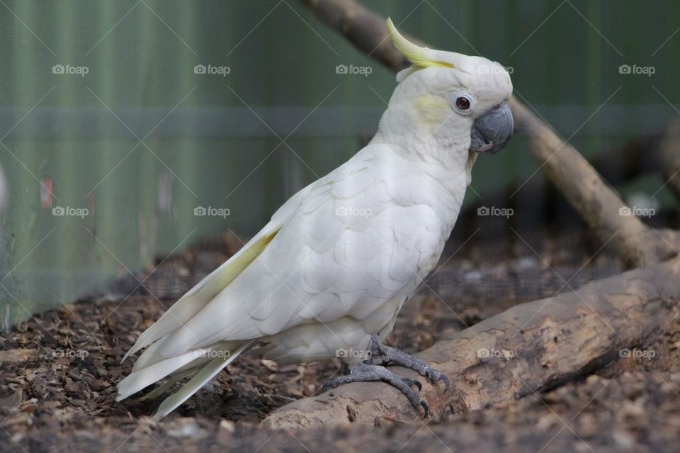 Cockatoo