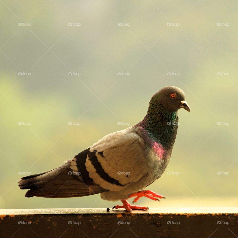 Pigeon on the railing