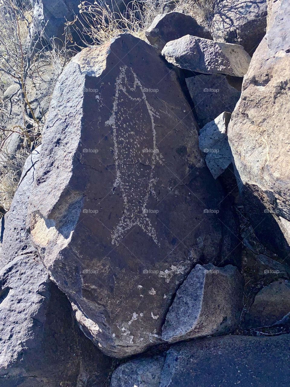 Fish and Animal Petroglyphs in New Mexico 2024 History 