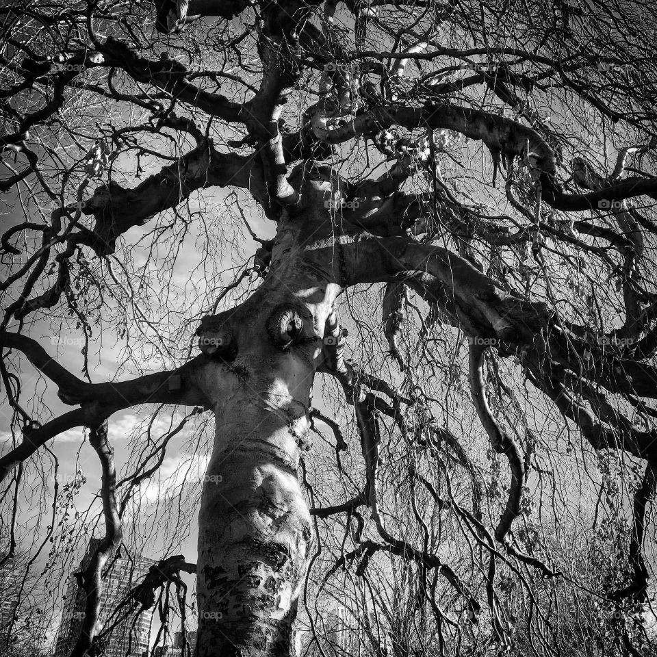Twisted Wonderful Tree - Boston Commons MA