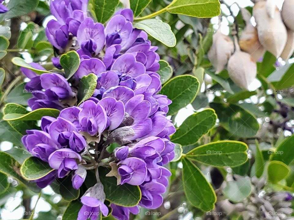 Native Texas purple mountain laurel