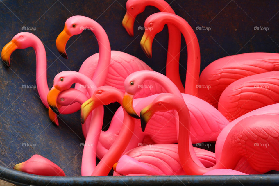 pink flamingo by lajack
