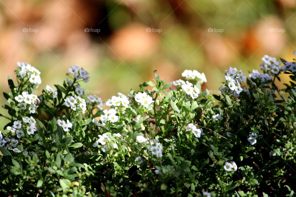 Alyssum