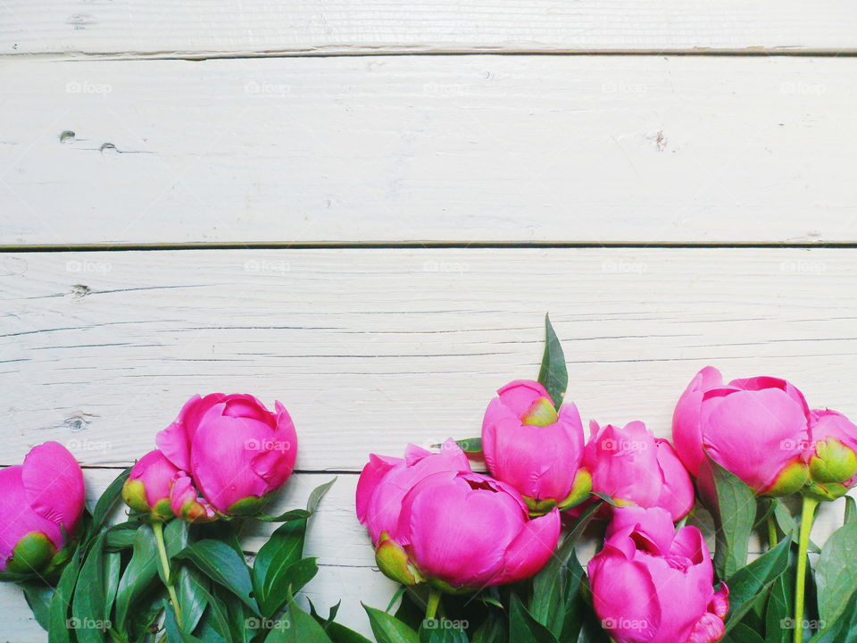 pink peony flowers on a white background