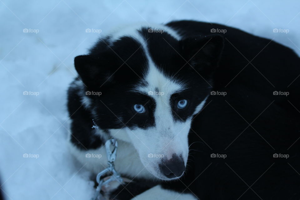 Husky in the snow, Finland