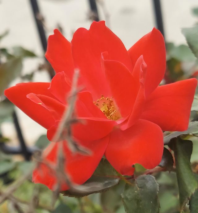 Red Rose