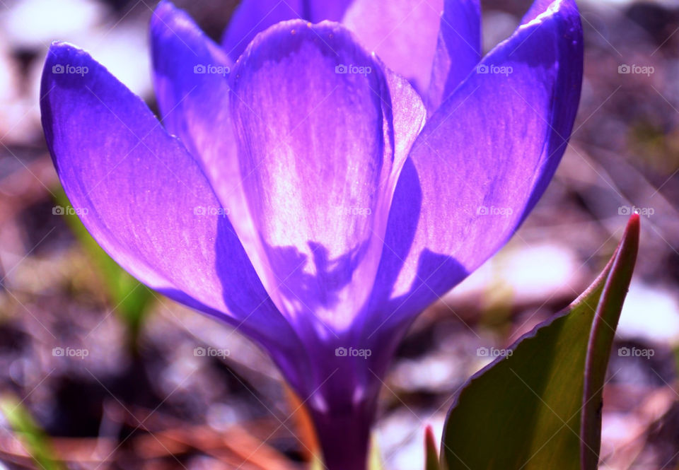 Crocus saffran