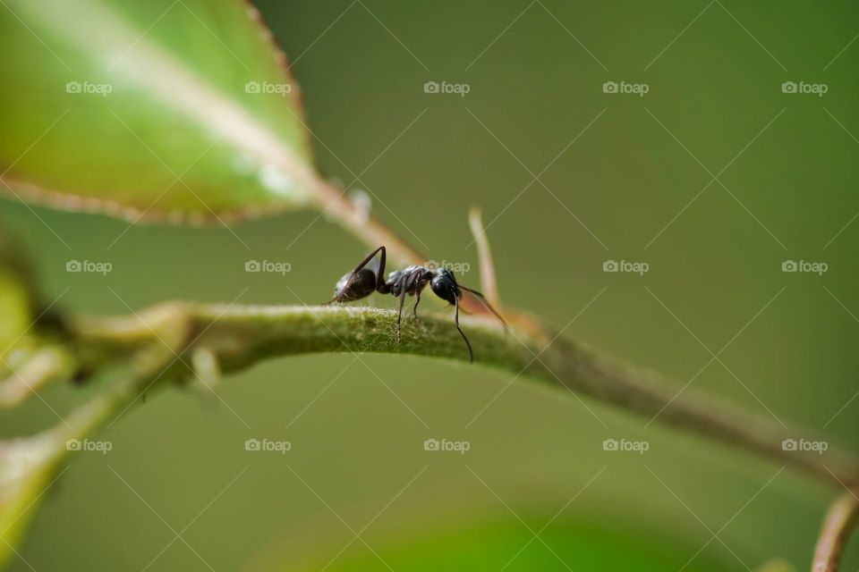 ant