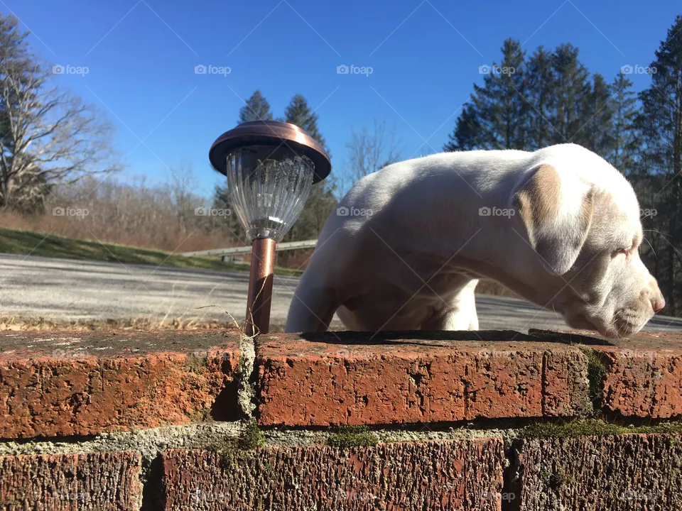 Cute dog