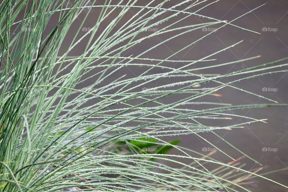 Lake grasses in the dee filled morning closeup 