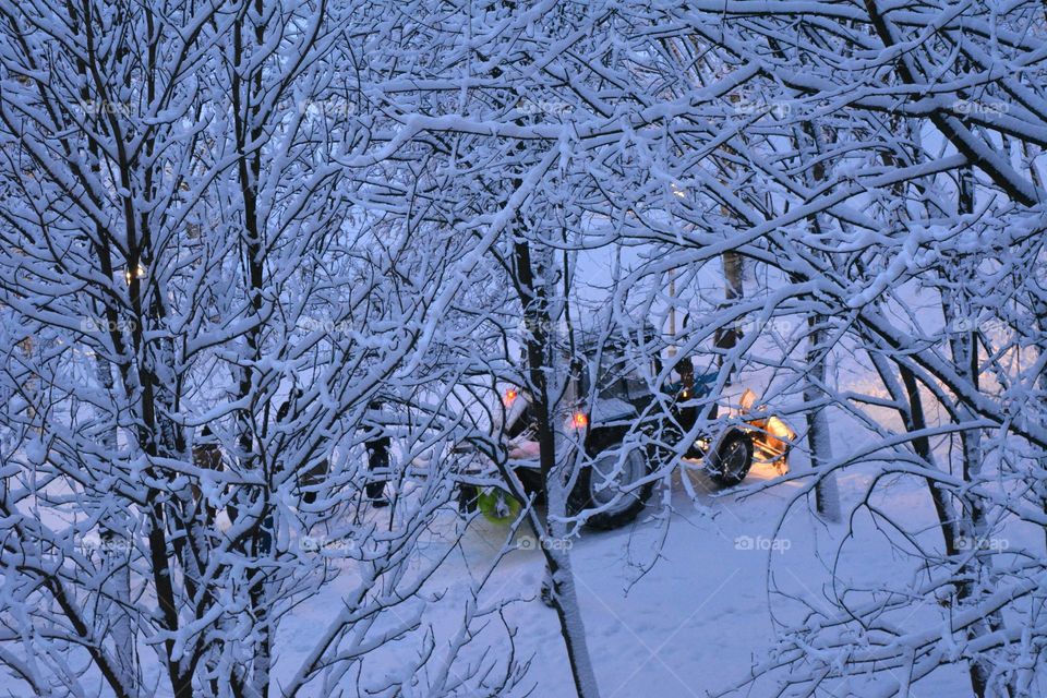 Winter, Snow, Tree, Cold, Branch