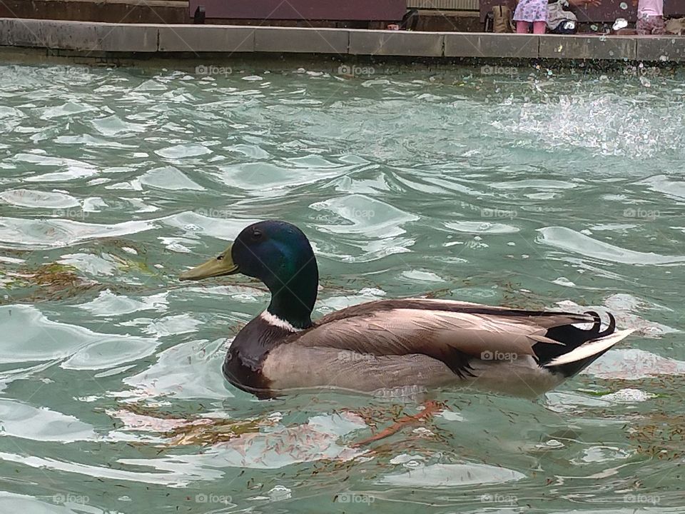 Pato nadando en el estanque