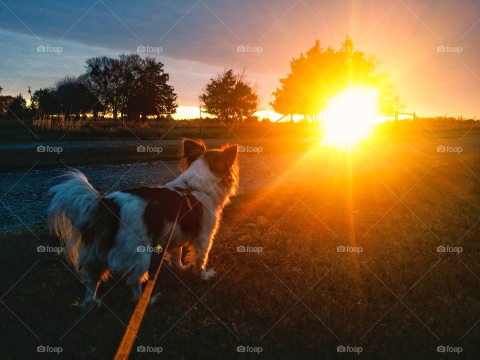 Walking my Papillon dog on his leash while we watch the sunset with the sun rays coming off of the horizon