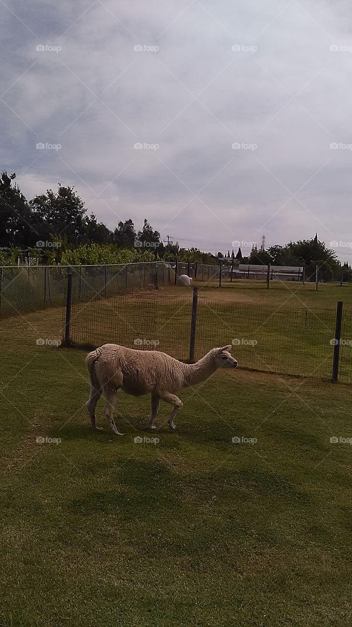 A walk in the yard. I was working at a friends house and he had some cool animals