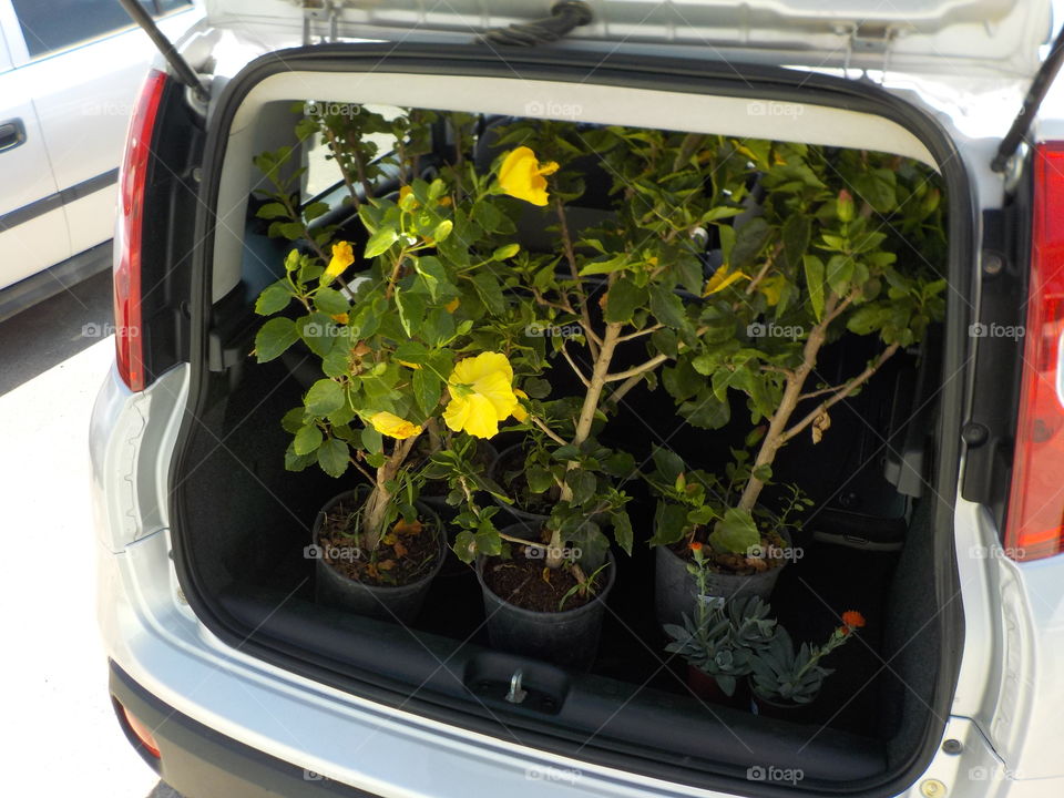 Green fence sorted 🌺