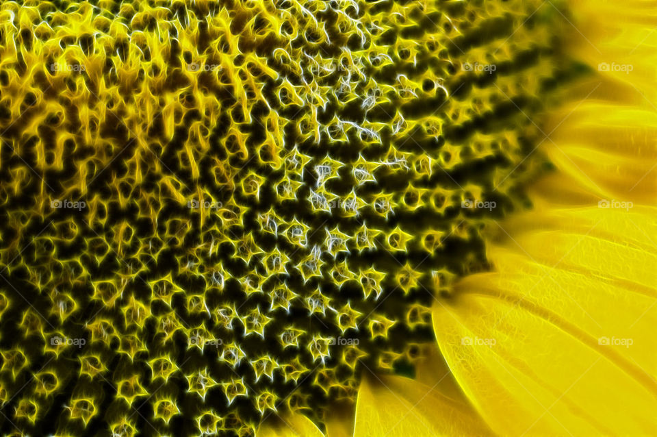 yellow nature flower sun by lukat