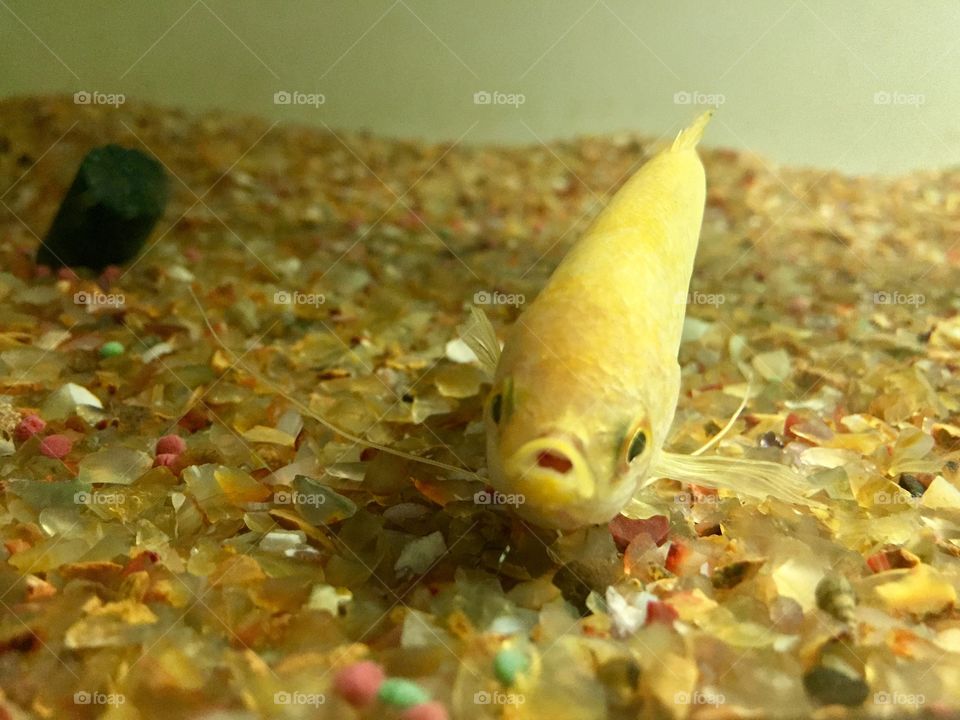 Golden fish 