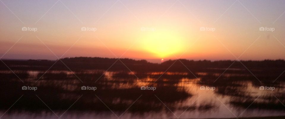 Golden Marshland 