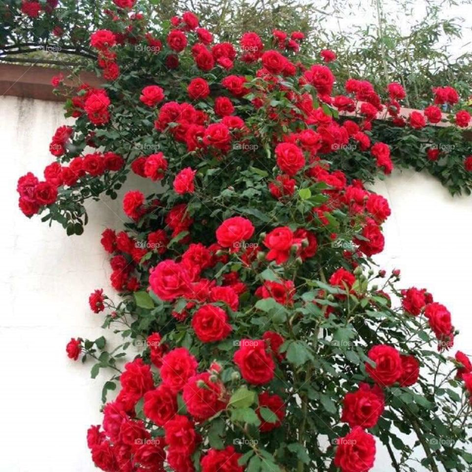rose in My garden