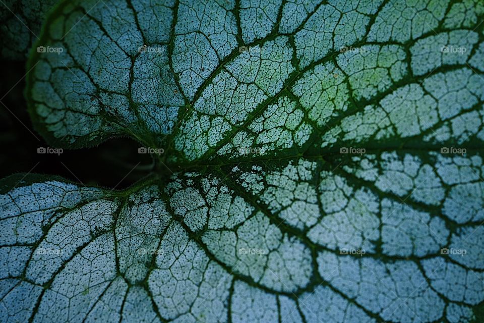 Macro Closeup Of A Leaf, Details Of Leaves, Textures Of Fall, Textures In Nature, Lines On A Leaf, Plant Portrait 