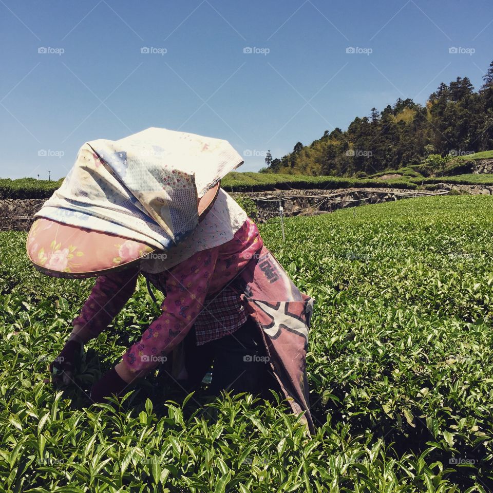 Lady farmer picking tea crop