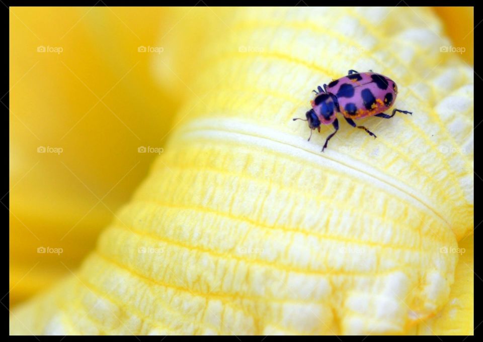 Ladybug on yellow lily