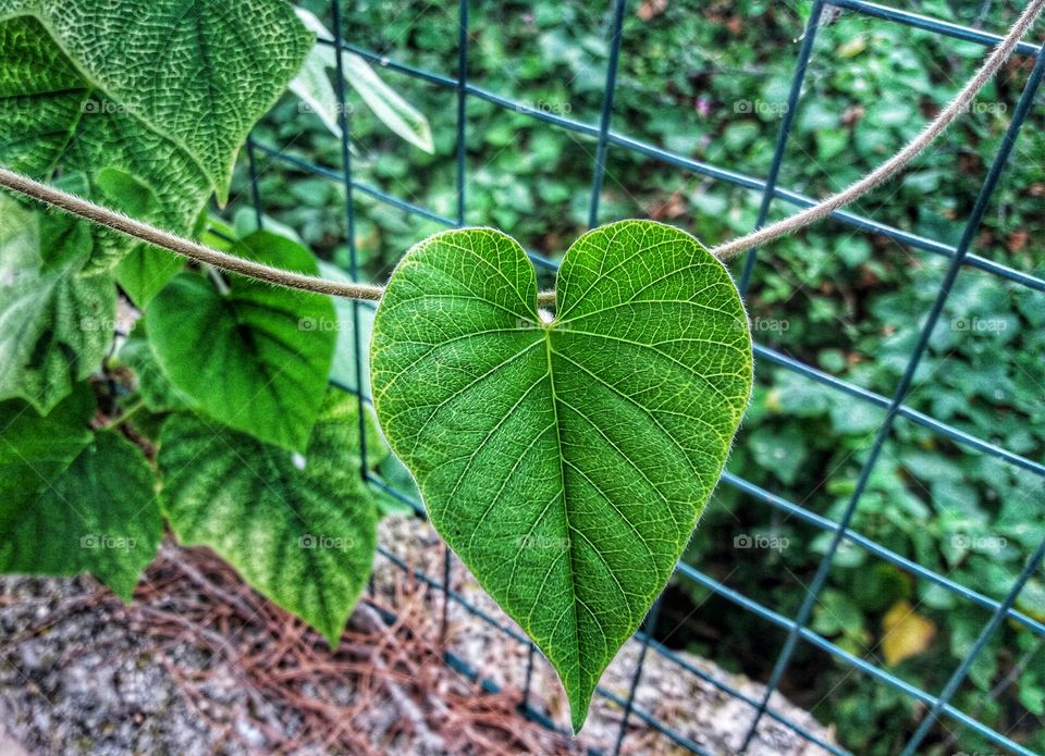 Nature heart shaped!