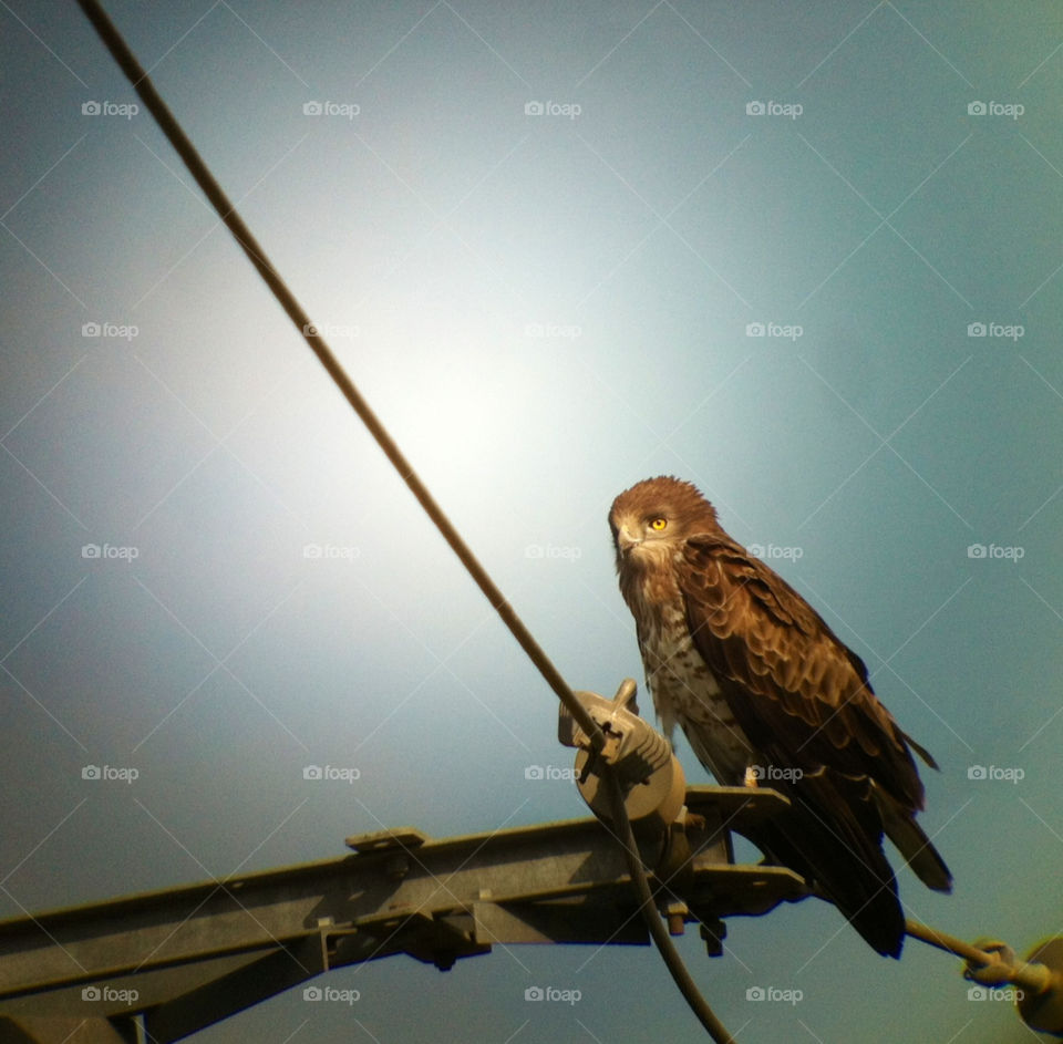 summer morning bird eagle by yonideporto