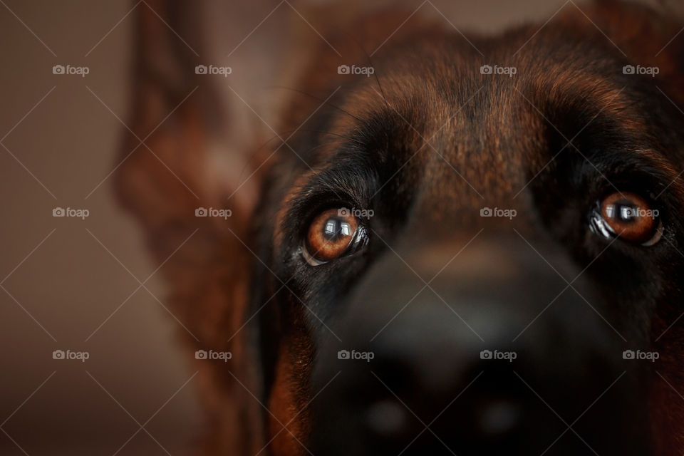 German shepherd eyes close up 